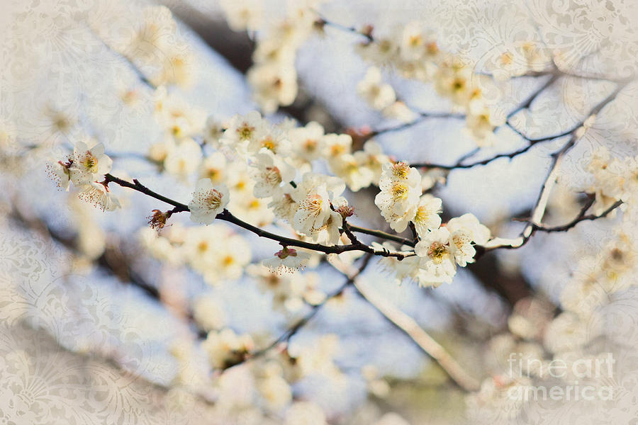 White Plum Blossoms with Vintage Brocade Corners Photograph by Beverly Claire Kaiya