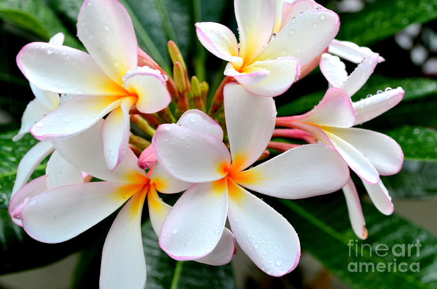 Flower Photograph - White Plumeria - 2 by Mary Deal
