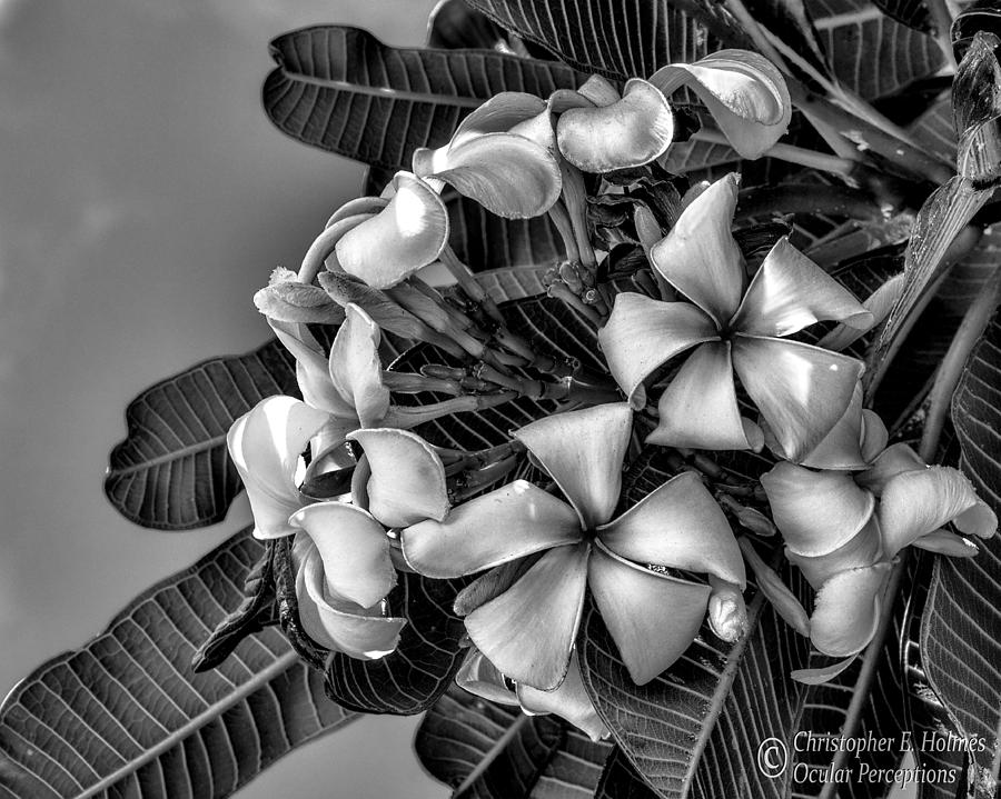 White Plumeria - BW Photograph by Christopher Holmes