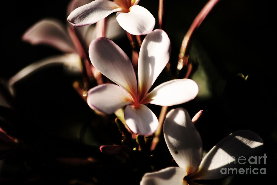 White Plumeria Photograph by Angela DeFrias