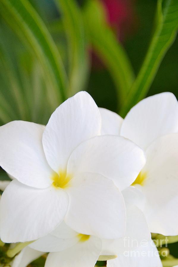 White Plumeria Photograph by Darla Wood