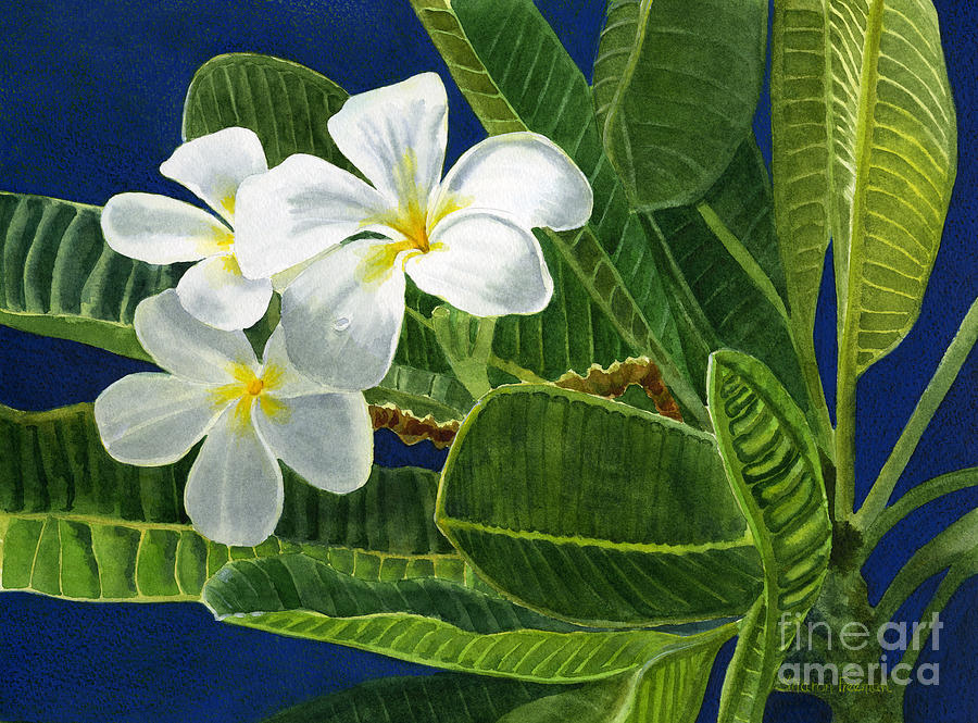 White Plumeria Flowers with Blue Background Painting by Sharon Freeman