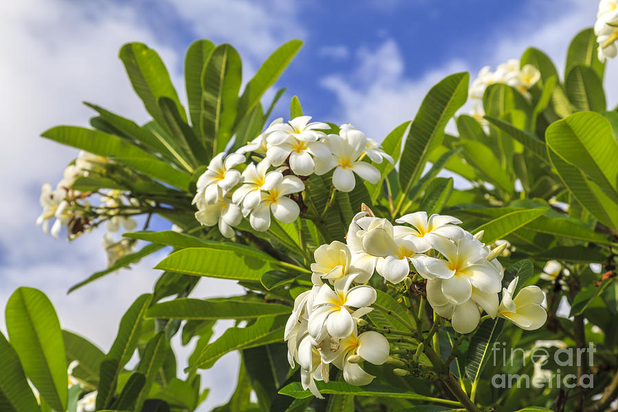 White Plumeria in Hawaii Photograph by Ken Brown