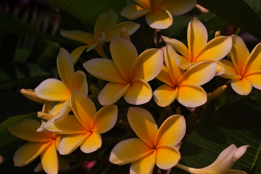 White Plumeria Photograph by Miguel Winterpacht
