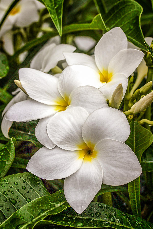 White Plumeria Trio Photograph by Sherry Talbot Fine Art America