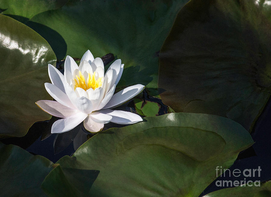 White Pond Lily Photograph by Arlene Carmel