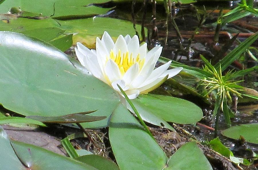 White Pond Lily Photograph by Loretta Pokorny