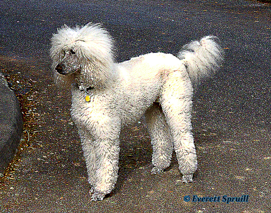 White Poodle Photograph by Everett Spruill