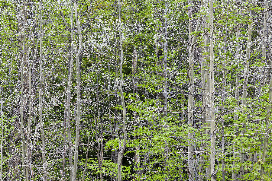 White Poplar Spring Woods Photograph by Alan L Graham
