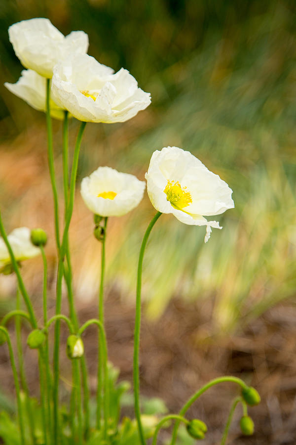 White Poppies Photograph by Karol Livote