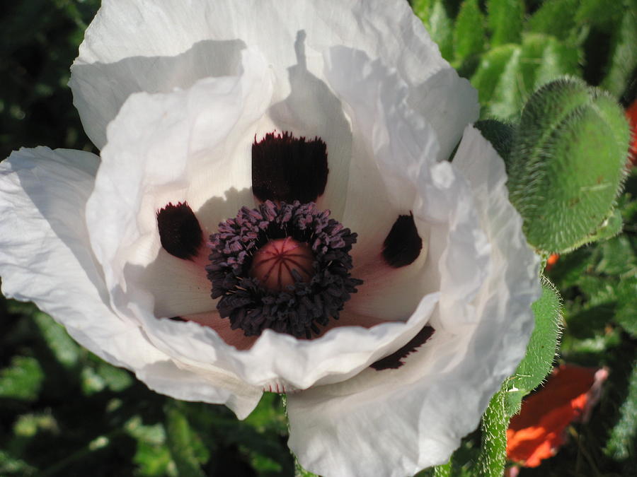 White Poppy Photograph by Alfred Ng