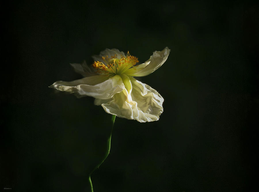 White Poppy Blossom Photograph by Deborah Smith