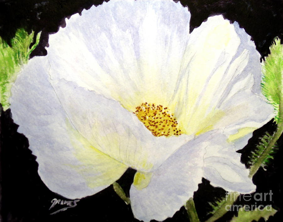 White Poppy Painting by Carol Grimes