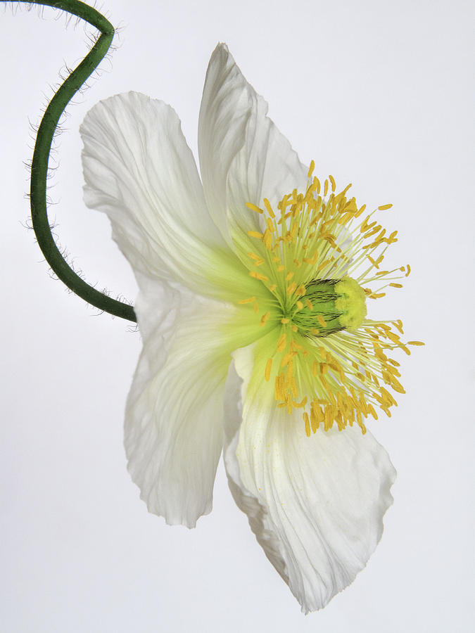 White Poppy Photograph by David and Carol Kelly