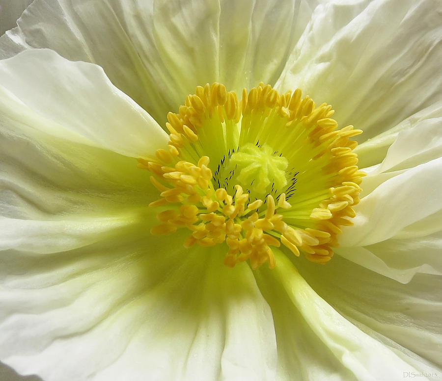 White Poppy Photograph by Deborah Smith