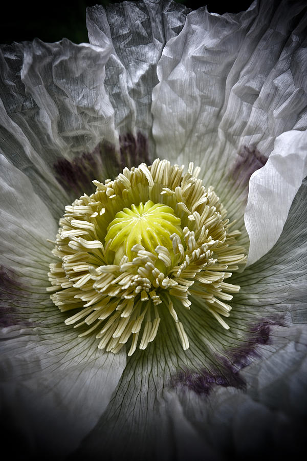 White Poppy Photograph by Frank Tschakert
