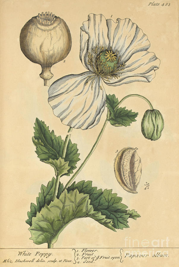 White Poppy-Medicinal Plant-1737 Photograph by Science Source