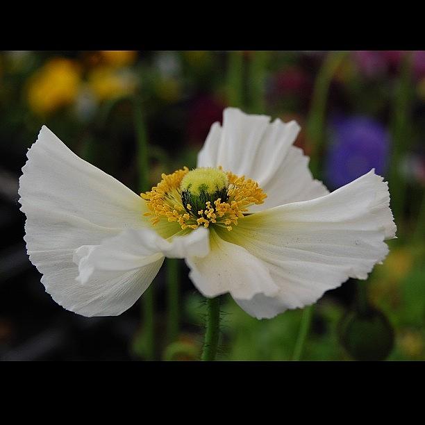 White Poppy #nofiltertoday Photograph by Rita Frederick