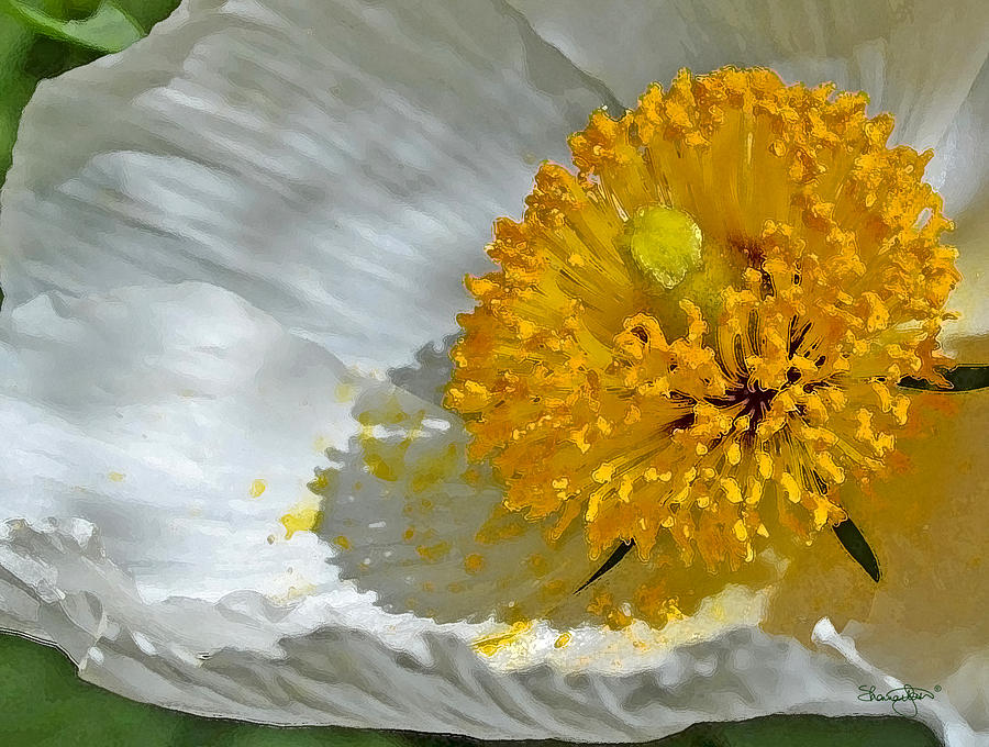 White Poppy- Paint Photograph by Shanna Hyatt