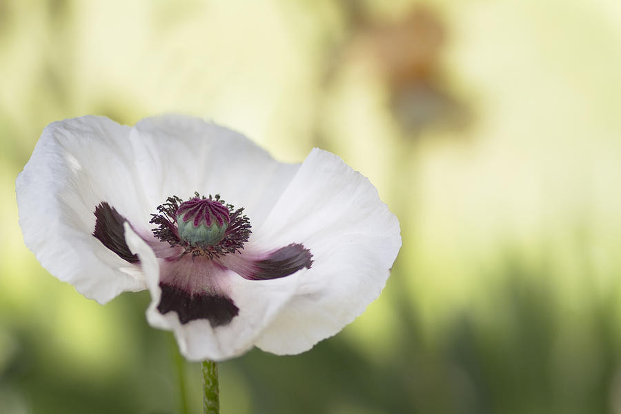 Poppy Photograph - White Poppy by Rebecca Cozart