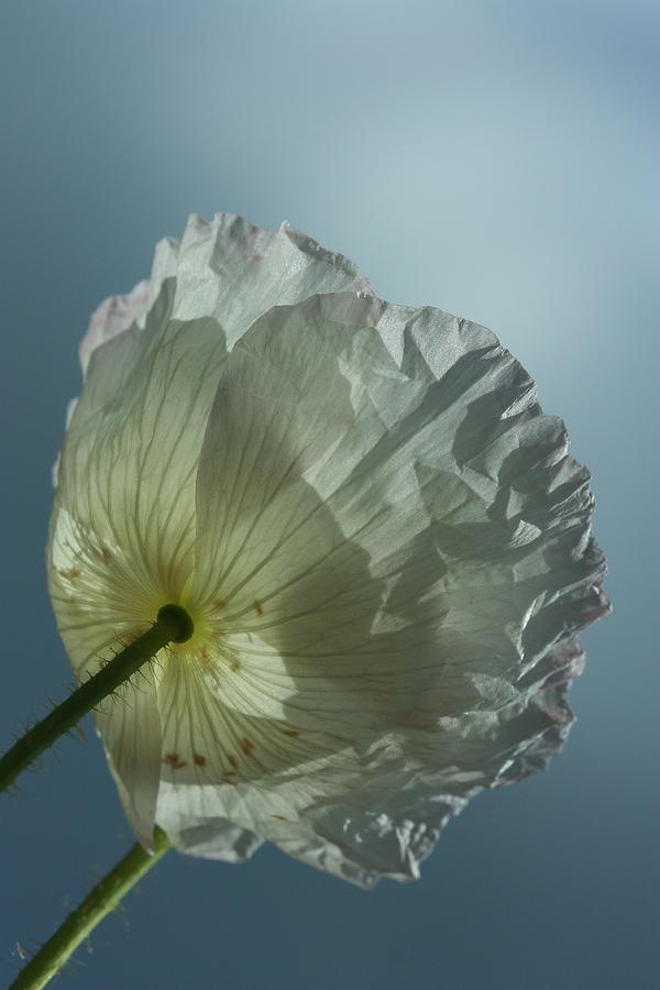 Poppy Photograph - White Poppy by Rebeka Dove