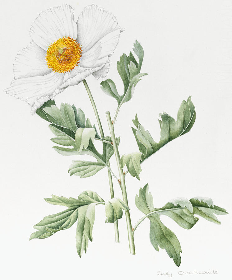 White Poppy Painting by Sally Crosthwaite