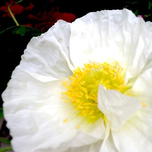 Summer Photograph - White Poppy Skirt #poppy #skirt #flower by Cy Rena