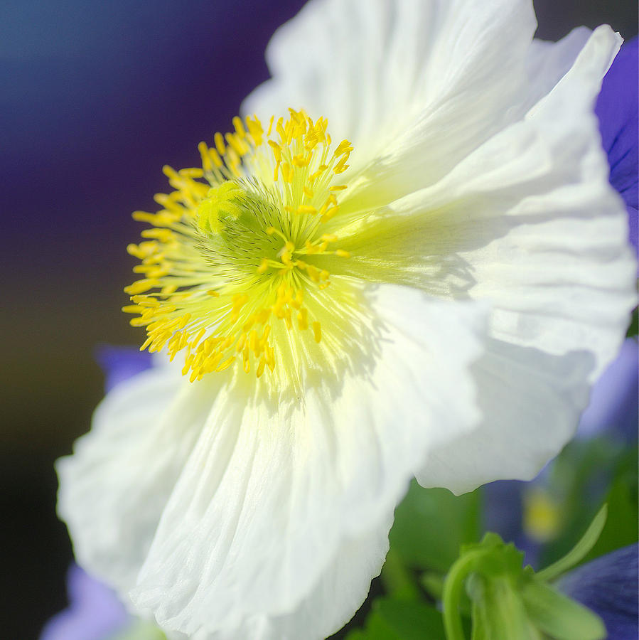 White Poppy Squared Photograph by Fraida Gutovich