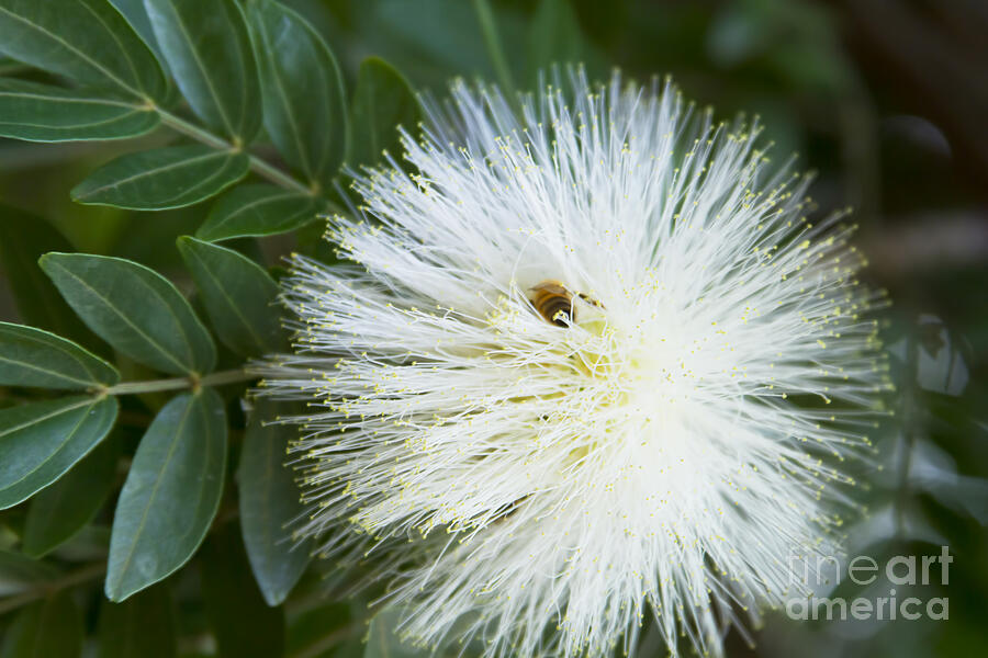 White Powder Puff - Mimosaceae Calliandra haematocephala Alba Photograph by Sharon Mau