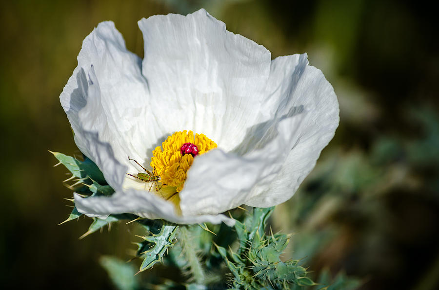 White Prickly Poppy Wildflower Photograph by Debra Martz