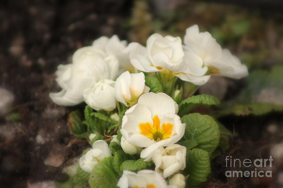 Spring Photograph - White Primrose by Leone Lund