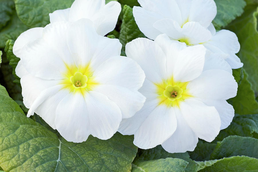 White Primula (primula Polyanthus) Photograph by Geoff Kidd/science ...