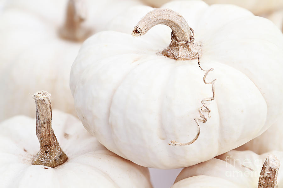 White Pumpkin Macro Photograph by Stephanie Frey