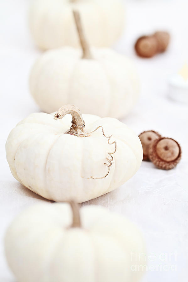 White Pumpkins and Acorns Photograph by Stephanie Frey