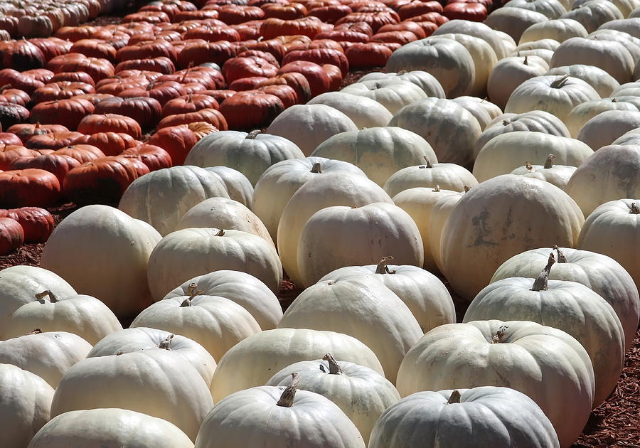 Pumpkin Photograph - White Pumpkins and more by Cathy Lindsey
