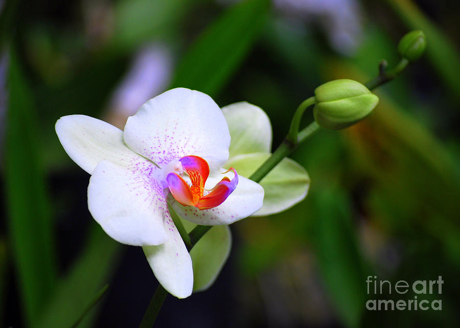White Purple And Orange Phalaenopsis Orchid Photograph