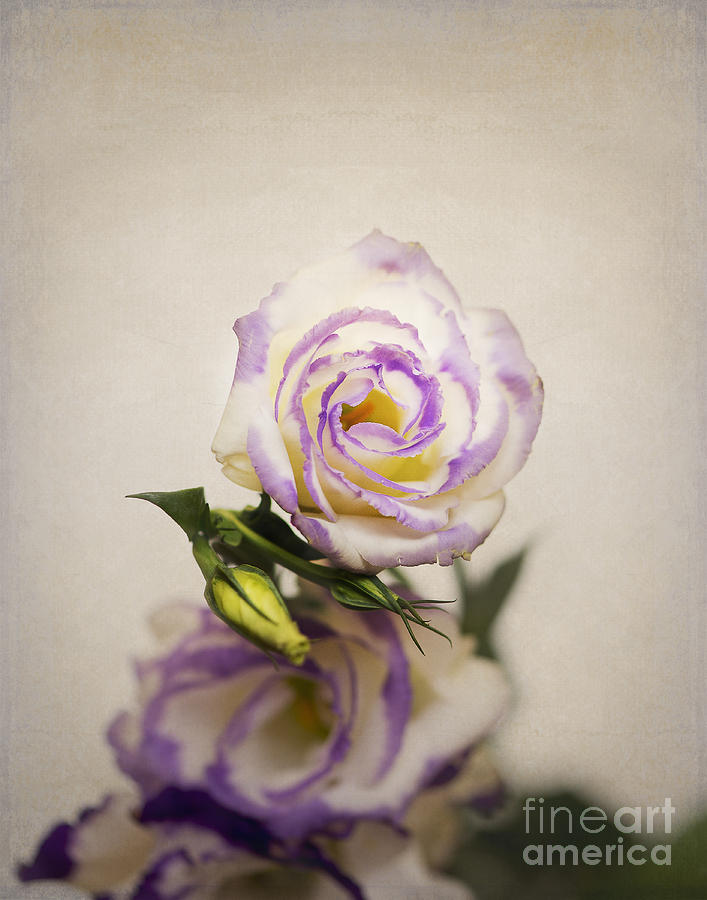 White purple Lisianthus Photograph by Ivy Ho