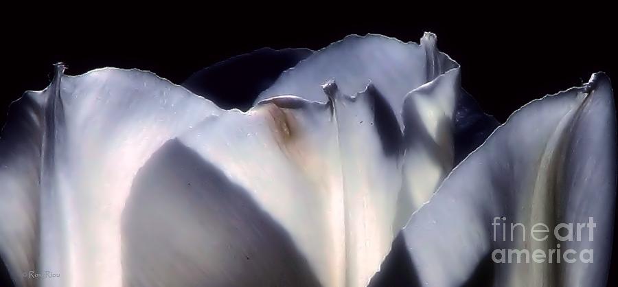 White Queen Tulip on Black Photograph by Roxy Riou