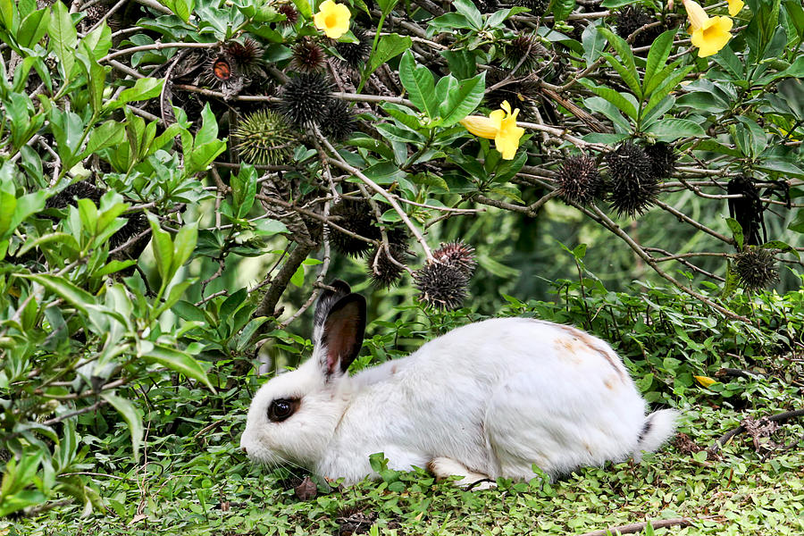 Rabbit Photograph - White Rabbit in Costa Rica by Peggy Collins