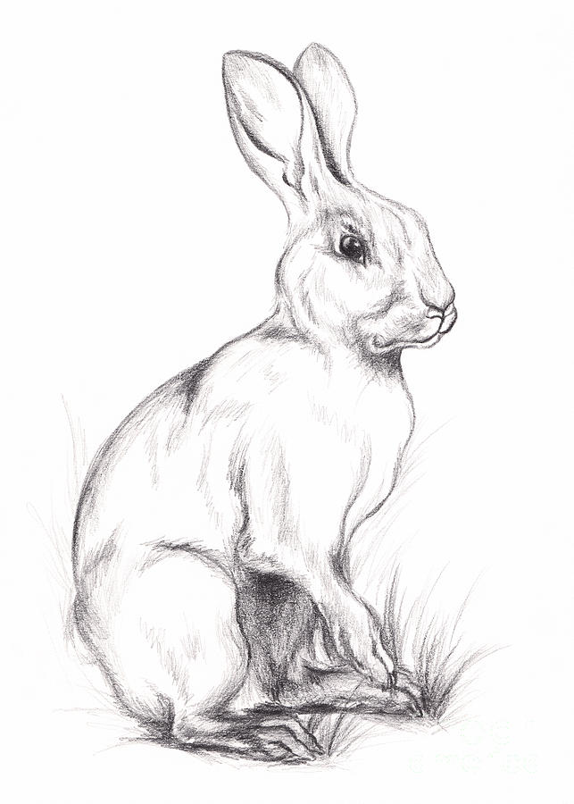 White Rabbit in Graphite Drawing by MM Anderson