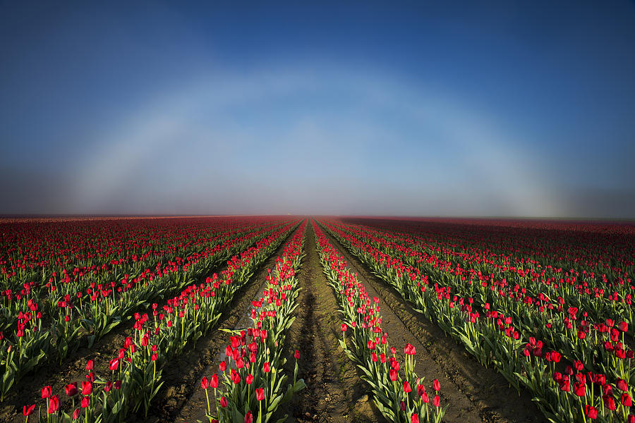 White Rainbow and Tulips Photograph by Yoshiki Nakamura