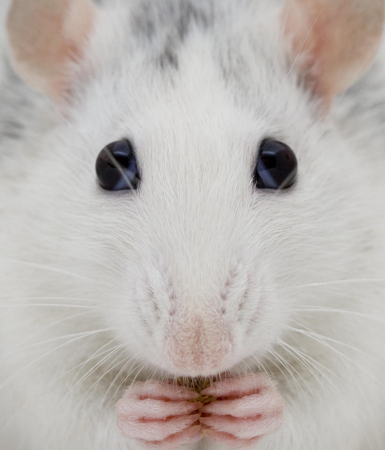 White rat Photograph by Arathrael Photography