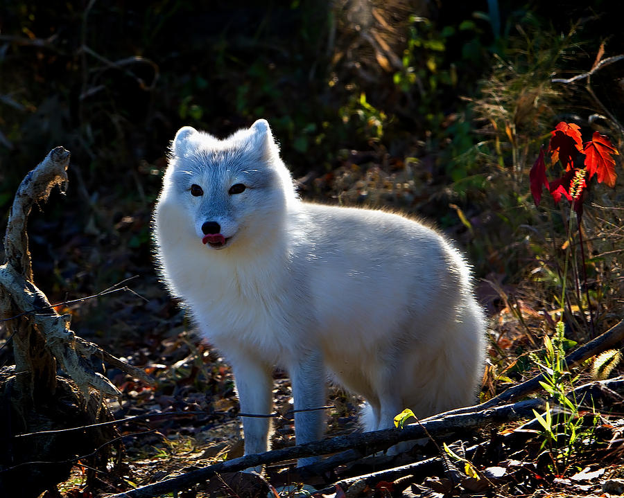 albino red fox