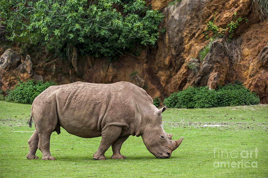 White rhino 10 Photograph by Arterra Picture Library