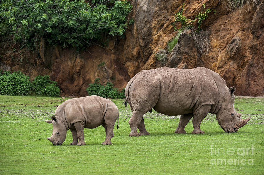 Nature Photograph - White rhino 11 by Arterra Picture Library