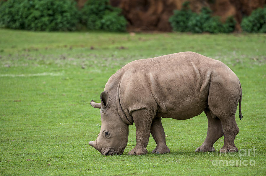 White rhino 12 Photograph by Arterra Picture Library