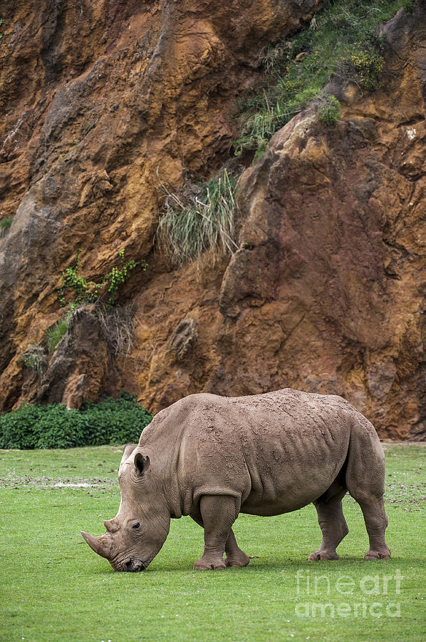 White rhino 13 Photograph by Arterra Picture Library