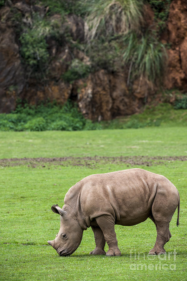 White rhino 14 Photograph by Arterra Picture Library