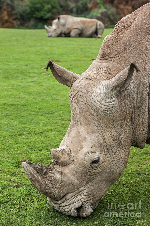 White rhino 15 Photograph by Arterra Picture Library