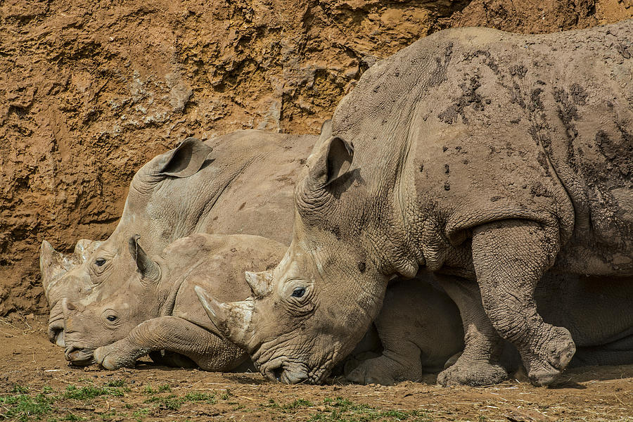 White rhino 2 Photograph by Arterra Picture Library